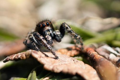 Pellenes lapponicus